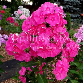 Флокс метельчатый Розовая пантера (Егорова В)*