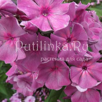 Флокс метельчатый Седой Урал (Егорова В)*