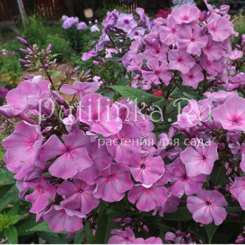 Флокс метельчатый Седой Урал (Егорова В)*