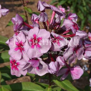 Флокс метельчатый Старый маяк (Егорова В)*