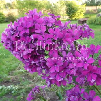 Флокс метельчатый Сорванец (Егорова В)*