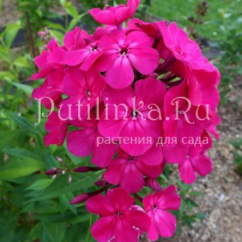 Флокс метельчатый Кармен (Егорова В)*