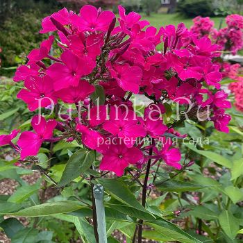 Флокс метельчатый Кармен (Егорова В)*