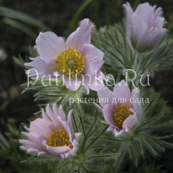 Прострел обыкновенный Perlen Сlocke (Pulsatilla vulgaris Perlen Сlocke)