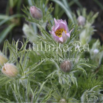 Прострел обыкновенный Perlen Сlocke (Pulsatilla vulgaris Perlen Сlocke)