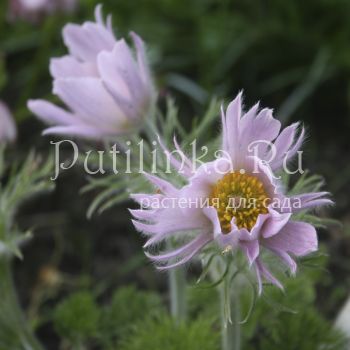 Прострел обыкновенный Perlen Сlocke (Pulsatilla vulgaris Perlen Сlocke)