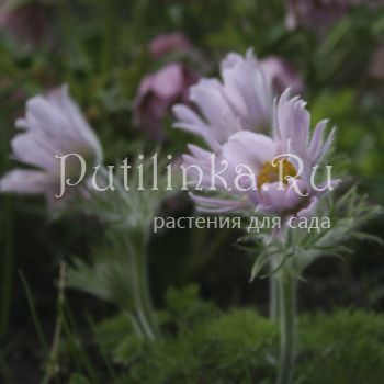 Прострел обыкновенный Perlen Сlocke (Pulsatilla vulgaris Perlen Сlocke)