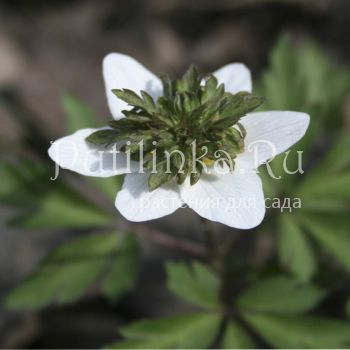 Анемона  дубравная Green Fingers (A. nemorosa Green Fingers)