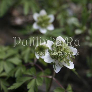 Анемона  дубравная Green Fingers (A. nemorosa Green Fingers)