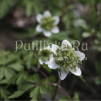 Анемона  дубравная Green Fingers (Anemone nemorosa Green Fingers)