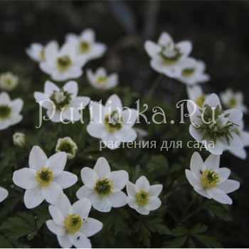 Анемона  дубравная Green Fingers (A. nemorosa Green Fingers)