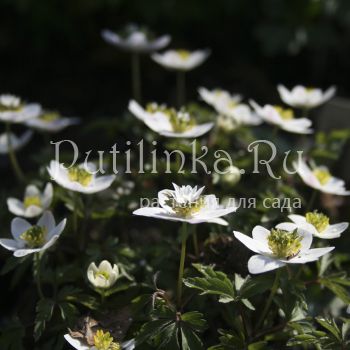 Анемона  дубравная Green Fingers (A. nemorosa Green Fingers)
