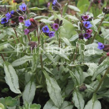 Медуница Зима (Pulmonaria Zima)