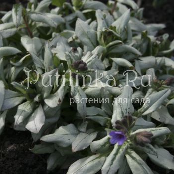 Медуница Зима (Pulmonaria Zima)