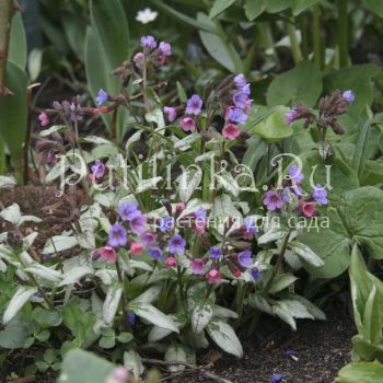 Медуница Зима (Pulmonaria Zima)