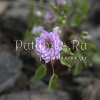 Анемонелла  Kikuzaki Pink (Anemonella thalictroides Kikuzaki Pink)