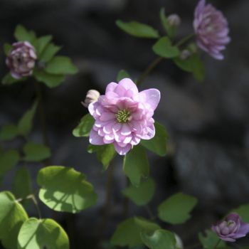 Анемонелла  Kikuzaki Pink (Anemonella thalictroides Kikuzaki Pink)