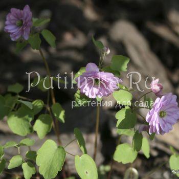 Анемонелла  Kikuzaki Pink (Anemonella thalictroides Kikuzaki Pink)