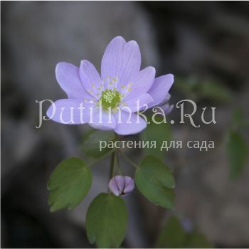 Анемонелла василистниковая  (Anemonella thalictroides XXL)