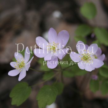 Анемонелла василистниковая  (Anemonella thalictroides XXL)