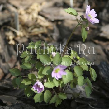 Анемонелла василистниковая  (Anemonella thalictroides XXL)