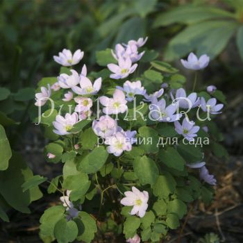 Анемонелла василистниковая  (Anemonella thalictroides XXL)