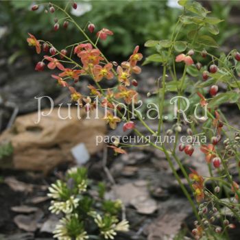 Горянка варлийская Orangekönigin (Epimedium x warleyense Orangekönigin)