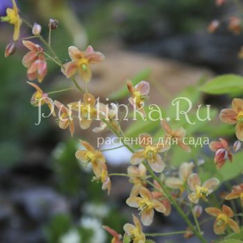 Горянка варлийская Orangekönigin (Epimedium x warleyense Orangekönigin)