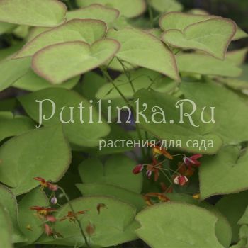 Горянка варлийская Orangekönigin (Epimedium x warleyense Orangekönigin)