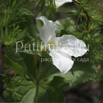 Триллиум крупноцветковый (Trillium grandiflorum)