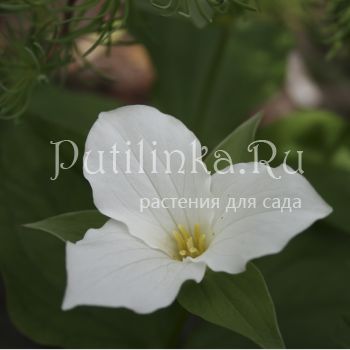 Триллиум крупноцветковый (Trillium grandiflorum)