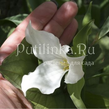 Триллиум крупноцветковый (T. grandiflorum)