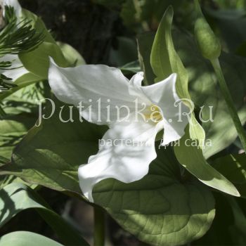 Триллиум крупноцветковый (Trillium grandiflorum)