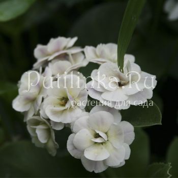 Примула Mare (Primula auricula Mare)