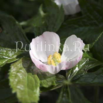 Подофилл Эмода  (Podophyllum emodii)