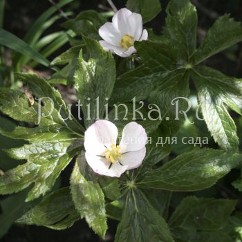 Подофилл Эмода  (Podophyllum emodii)