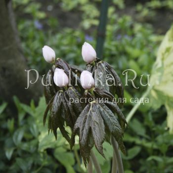 Подофилл Эмода  (Podophyllum emodii)