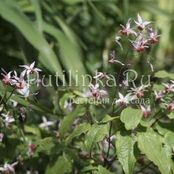 Горянка Pink Elf (Epimedium Pink Elf)