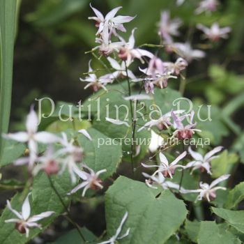 Горянка Pink Elf (Epimedium Pink Elf)