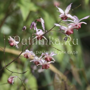 Горянка Pink Elf (Epimedium Pink Elf)