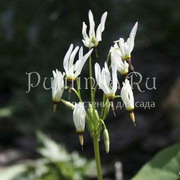 Додекатеон средний Alba (Dodecatheon meadia Alba)