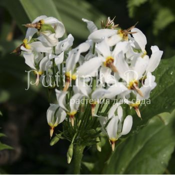 Додекатеон средний Alba (Dodecatheon meadia Alba)