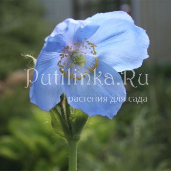 Меконопсис буквицелистный (Meconopsis betonicifolia )