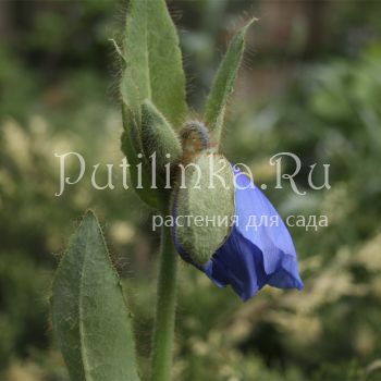 Меконопсис буквицелистный (Meconopsis betonicifolia )