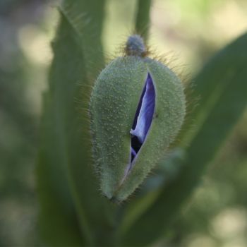 Меконопсис буквицелистный (Meconopsis betonicifolia )