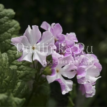 Примула Зибольда Sniokemuri (Primula sieboldii Sniokemuri)