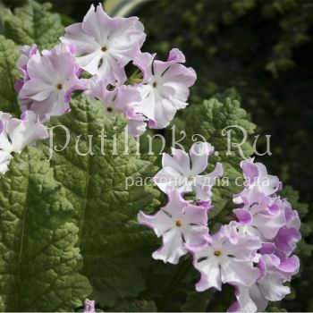 Примула Зибольда Sniokemuri (Primula sieboldii Sniokemuri)