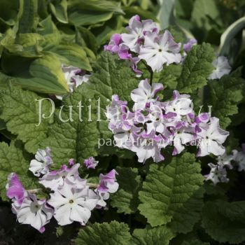 Примула Зибольда Sniokemuri (Primula sieboldii Sniokemuri)