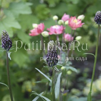 Кольник Вагнера (P. vagneri)