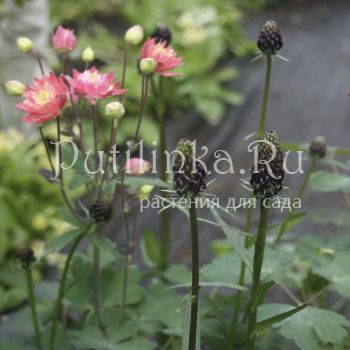 Кольник Вагнера (P. vagneri)